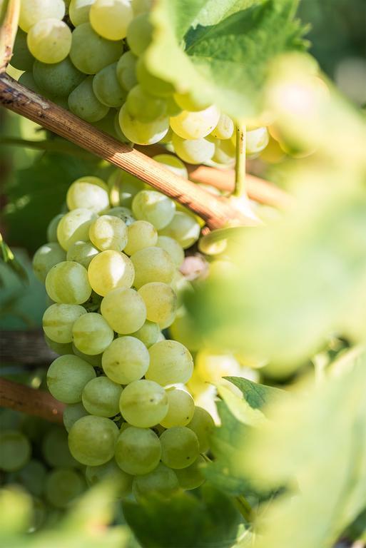 Agriturismo Albarossa Nizza Monferrato Dış mekan fotoğraf