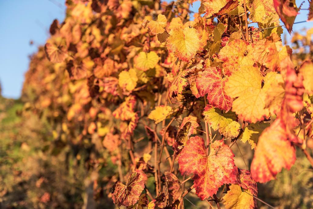 Agriturismo Albarossa Nizza Monferrato Dış mekan fotoğraf